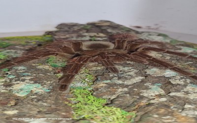 Theraphosa Blondi Female Juvie Tarantula